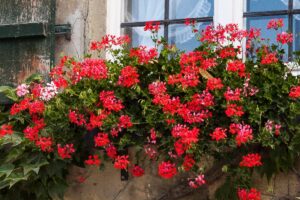 Non mettere mai i gerani in questo posto: li fa morire in fretta